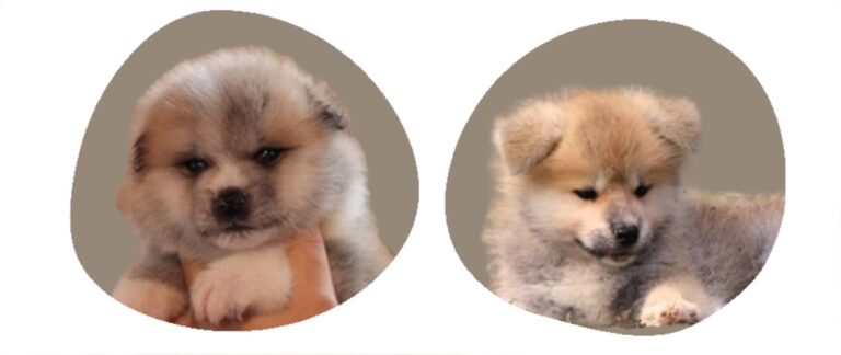 prix chiot akita