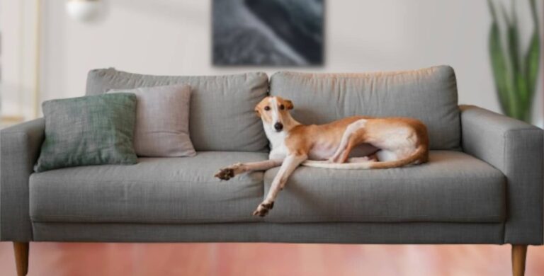 adopter chien appartement