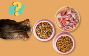 bonne alimentation chat