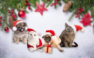 cadeaux noel chien chat 2024