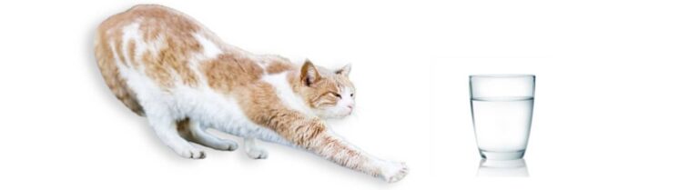 le chat et eau