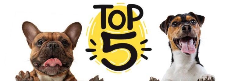top 5 nom chien en v