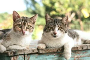chat de gouttière assurance