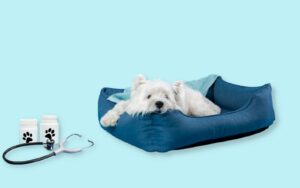 maladies frequentes chien