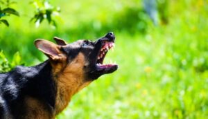 rage chien