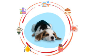 allergie chien