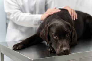 cancer chien