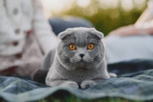 chat scottish fold