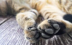 chat coussinet