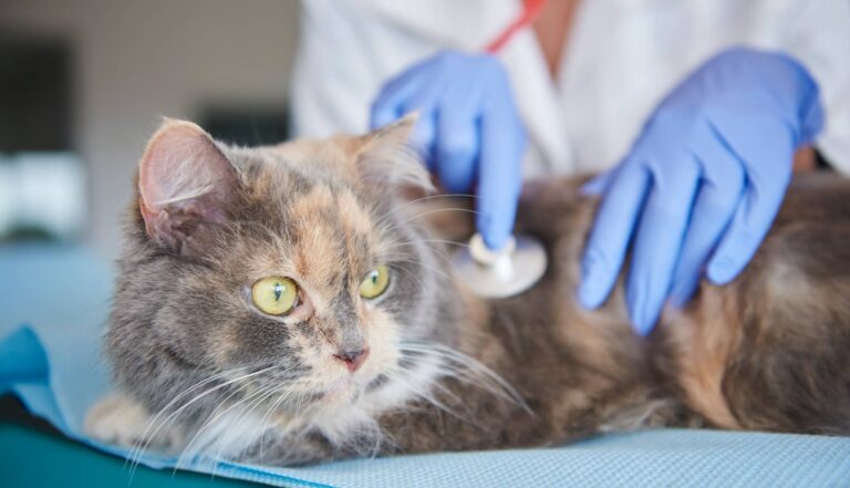 chat soins vétériniares