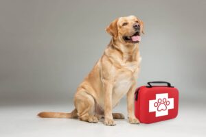 kit premier secours chien