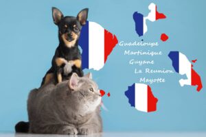 assurance chien dom tom