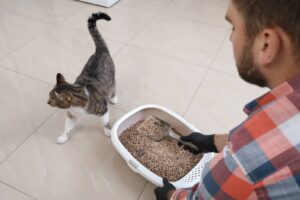 odeur litiere chat