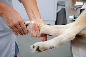 rupture ligaments croisés chien