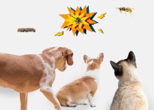 piqure insecte chien chat