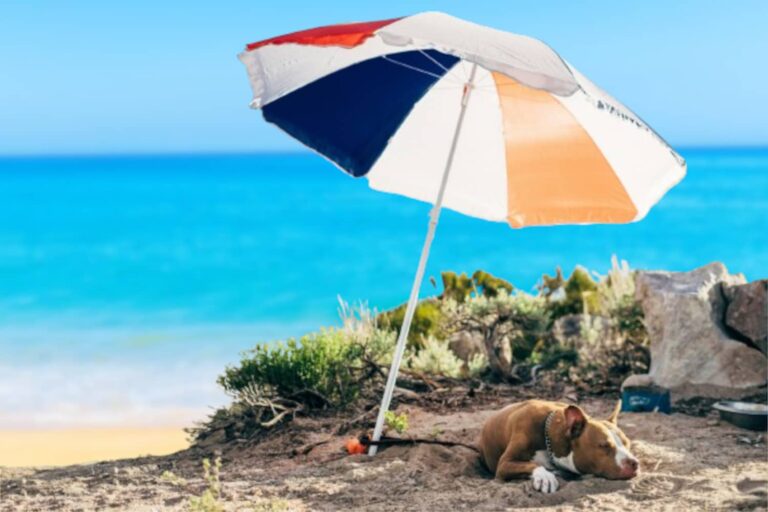 plage chien chaleur