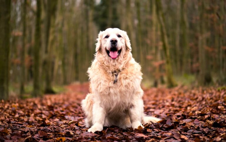 chien promenade foret