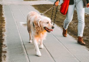 chien promenade laisse loi