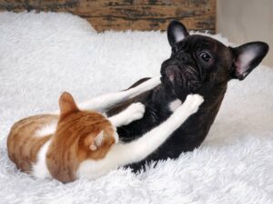 griffure chat chien