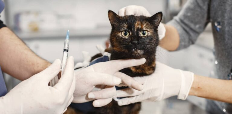 premiers secours chat