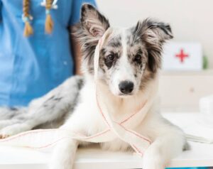 premiers secours chien chat
