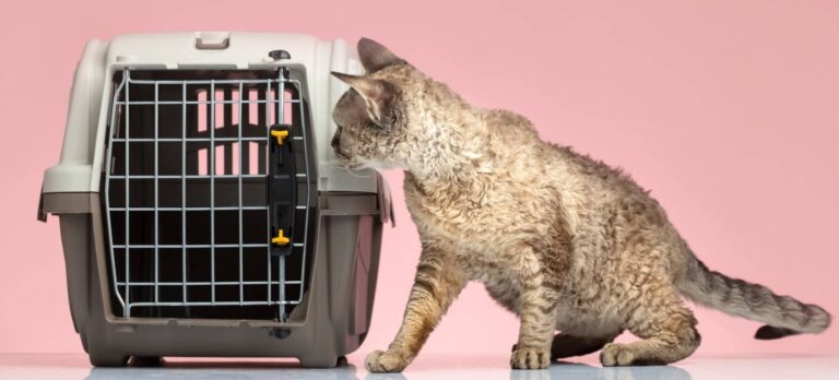 choisir cage transport chat