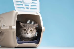 cage transport chat