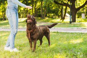 education chien conseils