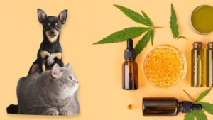 medecine alternative chien chat