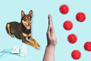 prevention chien maladie