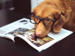 assurance chien plus de 8 ans