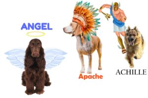 nom de chien en a