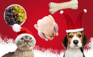 aliment toxique noel chien chat