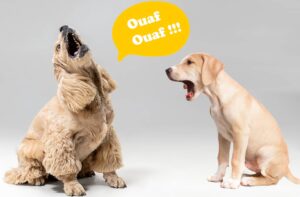 chien aboiement