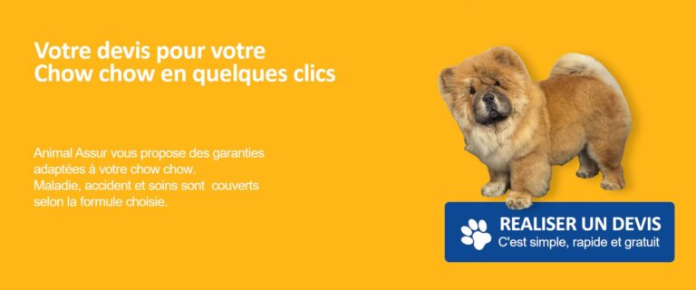 devis chow chow