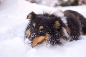 chiens résistants au froid