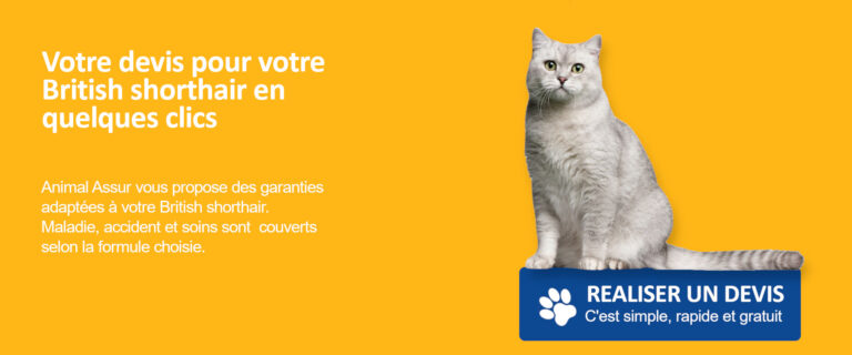 devis british shorthair assurance