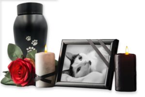 incinération crémation chat