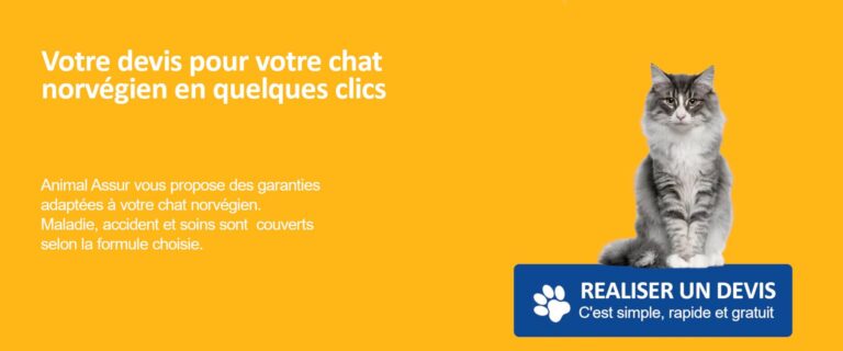 chat norvégien assurance