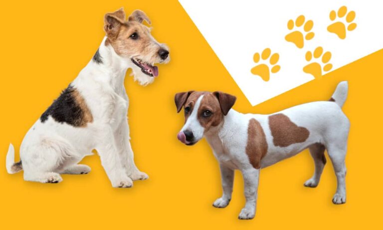 fox terrier vs jack russel