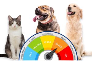 poid idéal chien chat