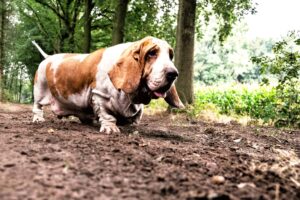 basset hound assurance