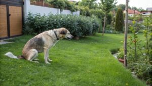 sang selle chien
