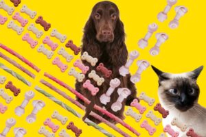 friandise chien chat