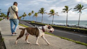 chien catégorisé dom tom