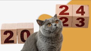 espérance vie chat