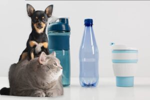 hydratation chien chat