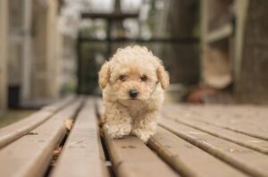 bichon maltais