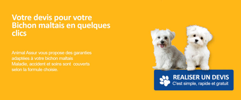 bichon maltais assurance