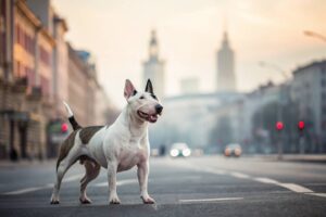 bull terrier assurance chien